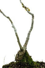 Load image into Gallery viewer, Bonsai Special | English Oak (B2)