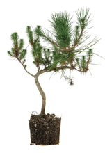 Load image into Gallery viewer, Bonsai Special | Italian Stone Pine (B2)