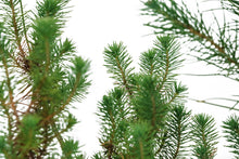 Load image into Gallery viewer, Bonsai Special | Italian Stone Pine (B2)