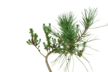 Load image into Gallery viewer, Bonsai Special | Italian Stone Pine (B2)