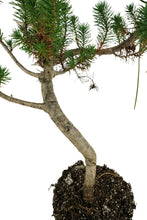 Load image into Gallery viewer, Bonsai Special | Italian Stone Pine (B2)