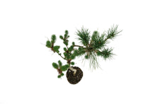 Load image into Gallery viewer, Bonsai Special | Italian Stone Pine (B2)