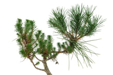 Load image into Gallery viewer, Bonsai Special | Italian Stone Pine (B2)