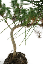 Load image into Gallery viewer, Bonsai Special | Italian Stone Pine (B2)