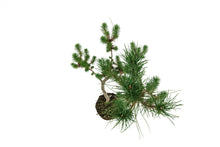 Load image into Gallery viewer, Bonsai Special | Italian Stone Pine (B2)