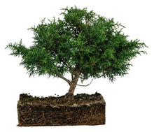 Load image into Gallery viewer, Bonsai Special | Arizona Cypress (B3)