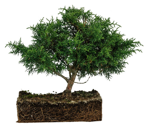 Bonsai Special | Arizona Cypress (B3)