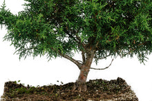 Load image into Gallery viewer, Bonsai Special | Arizona Cypress (B3)