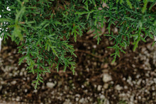 Load image into Gallery viewer, Bonsai Special | Arizona Cypress (B3)