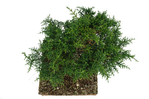 Bonsai Special | Arizona Cypress (B3)