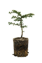 Load image into Gallery viewer, Bonsai Special | Atlas Cedar (B3)