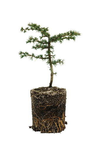 Bonsai Special | Atlas Cedar (B3)