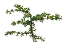 Load image into Gallery viewer, Bonsai Special | Atlas Cedar (B3)