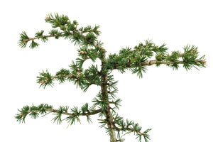 Bonsai Special | Atlas Cedar (B3)