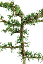 Load image into Gallery viewer, Bonsai Special | Atlas Cedar (B3)