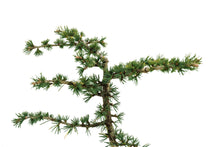 Load image into Gallery viewer, Bonsai Special | Atlas Cedar (B3)