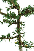 Load image into Gallery viewer, Bonsai Special | Atlas Cedar (B3)