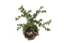 Load image into Gallery viewer, Bonsai Special | Atlas Cedar (B3)