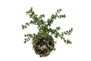 Bonsai Special | Atlas Cedar (B3)