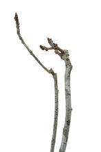 Load image into Gallery viewer, Bonsai Special | English Oak (B3) | The Jonsteen Company