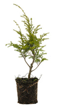 Load image into Gallery viewer, Bonsai Special | Western Hemlock (B4)