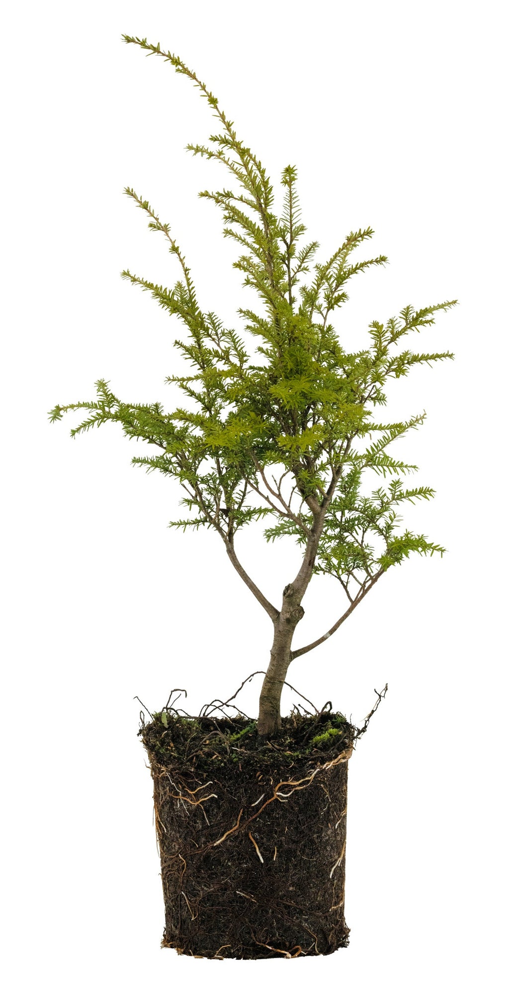 western hemlock bonsai tree Bonsai Special