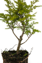 Load image into Gallery viewer, Bonsai Special | Western Hemlock (B4)