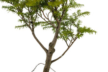 Load image into Gallery viewer, Bonsai Special | Western Hemlock (B4)