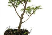 Load image into Gallery viewer, Bonsai Special | Western Hemlock (B4)