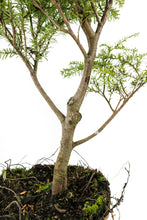 Load image into Gallery viewer, Bonsai Special | Western Hemlock (B4)