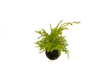 Load image into Gallery viewer, Bonsai Special | Western Hemlock (B4)