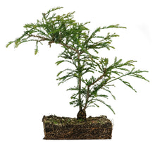 Load image into Gallery viewer, Bonsai Special | Coast Redwood (B5)