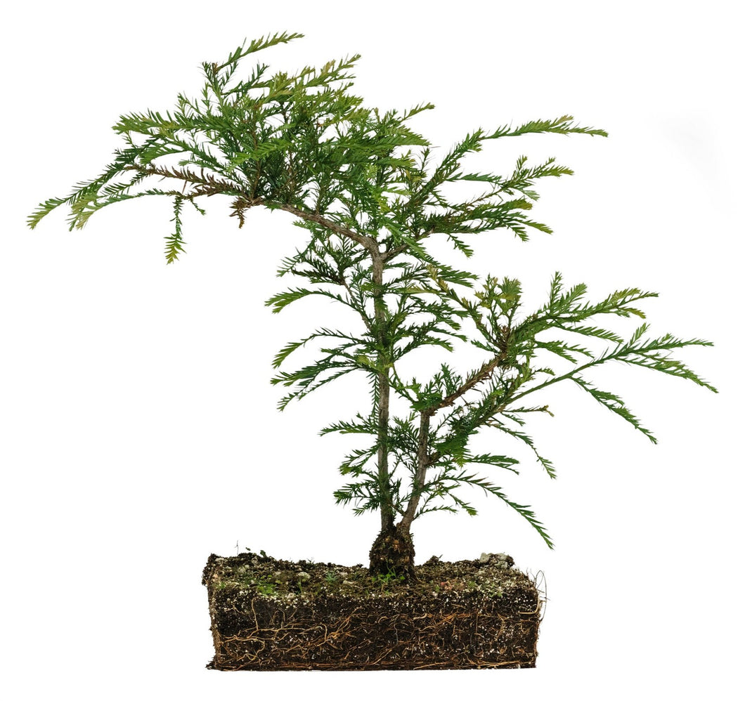 Bonsai Special | Coast Redwood (B5)