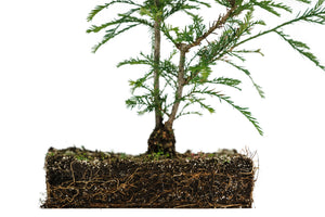 Bonsai Special | Coast Redwood (B5)