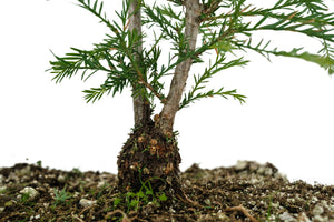 Bonsai Special | Coast Redwood (B5)