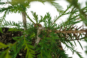 Bonsai Special | Coast Redwood (B5)