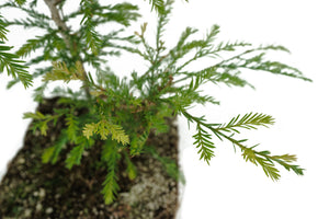 Bonsai Special | Coast Redwood (B5)