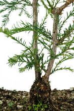 Load image into Gallery viewer, Bonsai Special | Coast Redwood (B5)