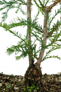 Bonsai Special | Coast Redwood (B5)