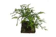 Load image into Gallery viewer, Bonsai Special | Coast Redwood (B5)