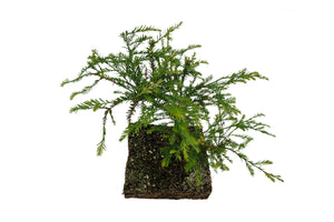 Bonsai Special | Coast Redwood (B5)