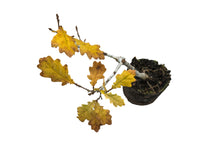 Load image into Gallery viewer, Bonsai Special | English Oak (B5) | The Jonsteen Company