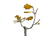 Load image into Gallery viewer, Bonsai Special | English Oak (B5) | The Jonsteen Company