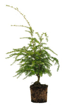 Load image into Gallery viewer, Bonsai Special | Western Hemlock (B5)