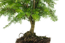 Load image into Gallery viewer, Bonsai Special | Western Hemlock (B5)