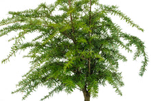 Load image into Gallery viewer, Bonsai Special | Western Hemlock (B5)