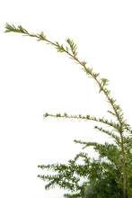Load image into Gallery viewer, Bonsai Special | Western Hemlock (B5)