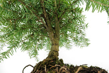 Load image into Gallery viewer, Bonsai Special | Western Hemlock (B5)