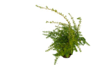 Load image into Gallery viewer, Bonsai Special | Western Hemlock (B5)