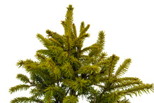 Load image into Gallery viewer, Bonsai Special | Norway Spruce (B6) | The Jonsteen Company